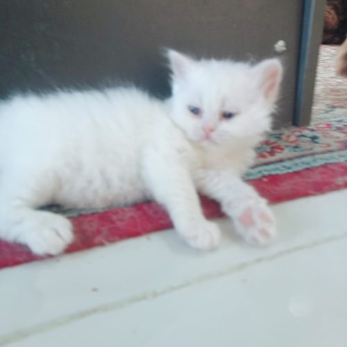 گربه پرشین