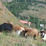 فروش 26عدد گوسفند و بز فوری