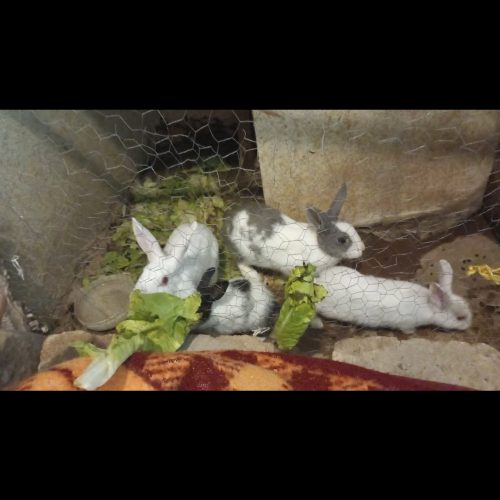 دو خرگوش نر و یک ماده