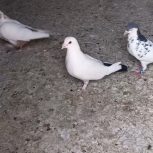 کفتر دم سیاه کرمانی