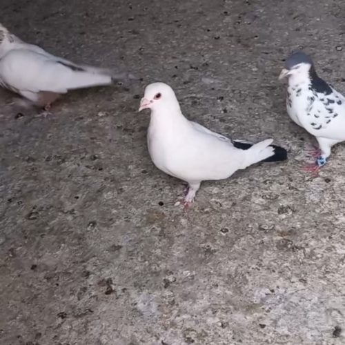 کفتر دم سیاه کرمانی