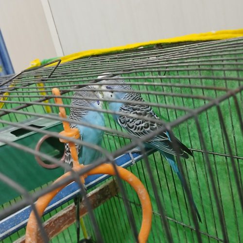 یک جفت مرغ عشق همراه لوازم و قفس