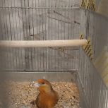 سهره قناری معاوضه  با عروس هلندی