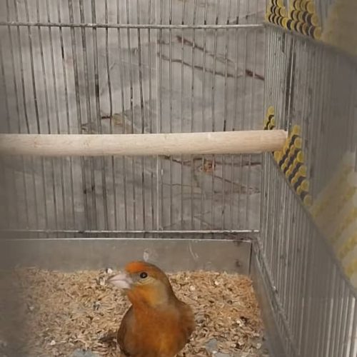 سهره قناری معاوضه  با عروس هلندی