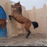 دو راس مادیان ترکی