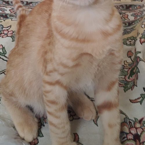 واگذاری فوری بچه گربه