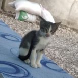 گربه ماده 1 ساله و پسرش نر 3 ماهه
