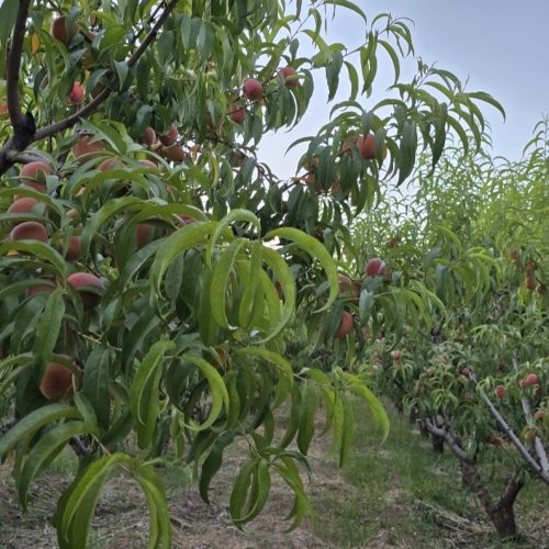 فروش هلو زعفرانی