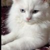 گربه پرشین خارجی