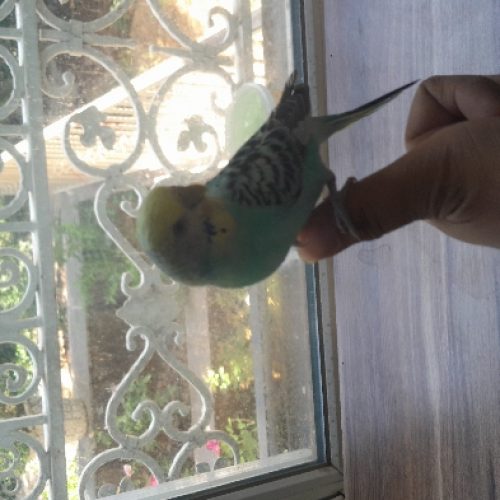 مرغ عشق رینبو سالم وسلامت