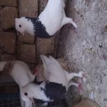 سلام خدمت دوستان کبوتر طوقی