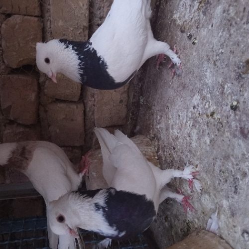 سلام خدمت دوستان کبوتر طوقی