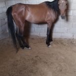 فروش ویژه دو راس مادیان ترکی