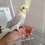 عروس هلندی نر 6ماهه