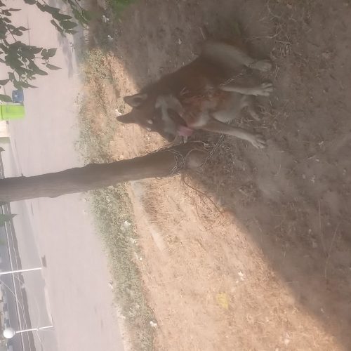 سیه سگ اکسی دارم برای فروش