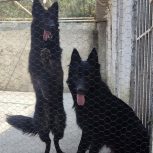 فروش سگ ژرمن شولاین بلک