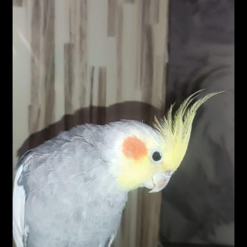 یک جفت عروس هلندی نر و ماده