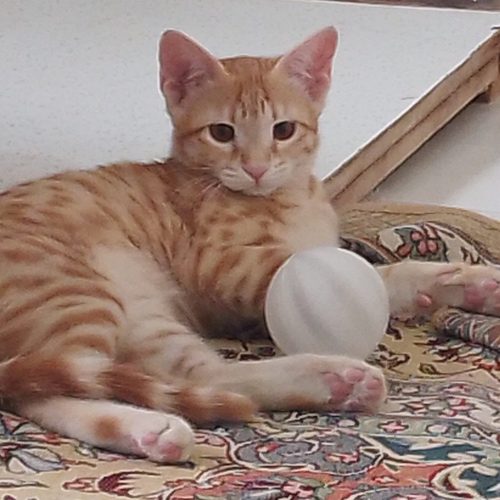 واگذاری فوری بچه گربه