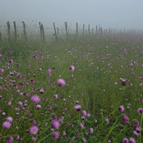 وقت سفارت  و ویزا