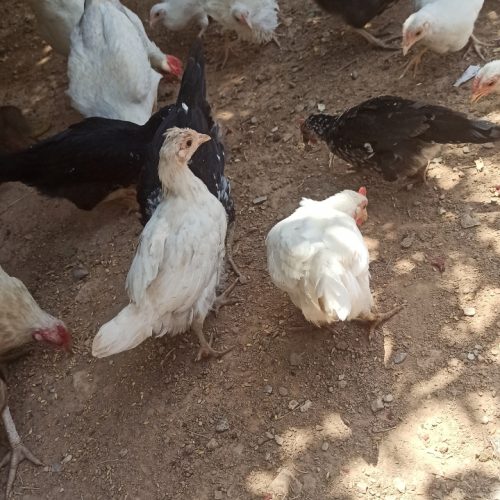 خروس واروک محلی حراج دونه 100