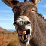 فروش موتوړ سیکلت