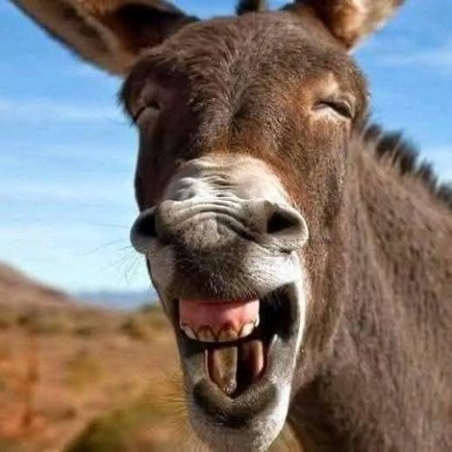 فروش موتوړ سیکلت