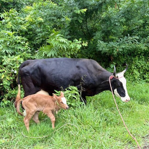 گاوچالوسی تاز زایمان