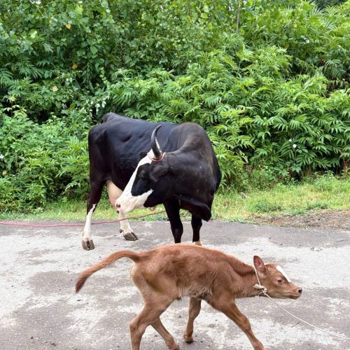 گاو چالوسی جوان تازه زایمان