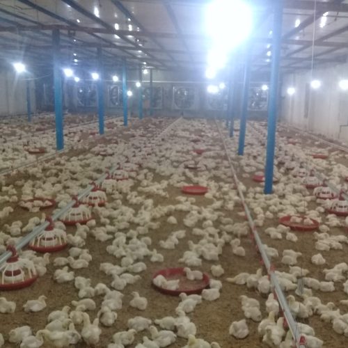 کارگرمرغداری نیازدارم