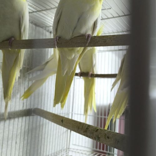 7 عدد عروس هلندی لوتینو ماده زعفرونی