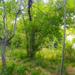 فروش باغ بهترین موقیعت درسنگ فرش دلفارد