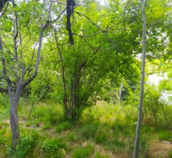 فروش باغ بهترین موقیعت درسنگ فرش دلفارد