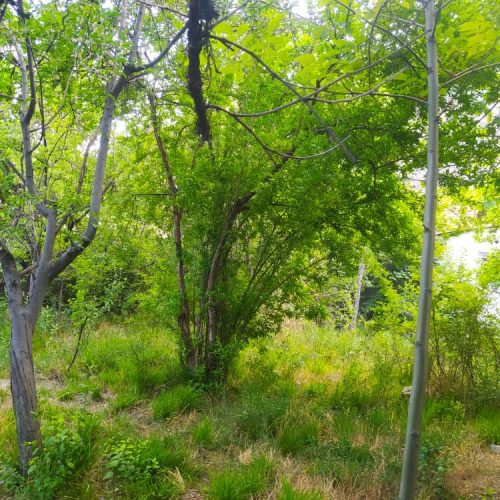 فروش باغ بهترین موقیعت درسنگ فرش دلفارد