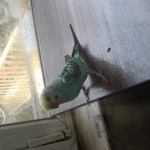 مرغ عشق رینبو سالم وسلامت