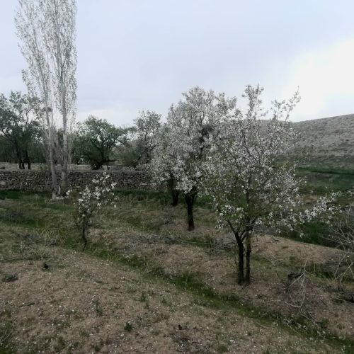 فروش 8قطعه باغ میوه با انواع درختان بادام گردو سیب و گلابی وانگور