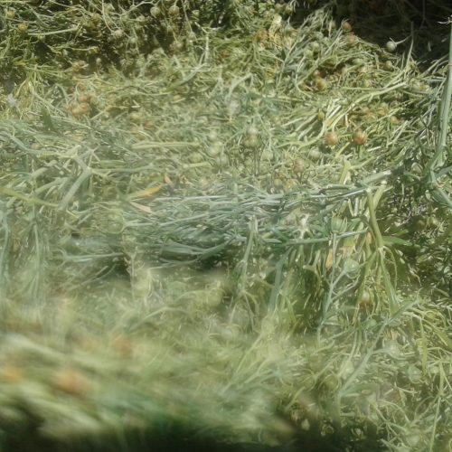 آگهی اسفند (نمن) برای دود کردن