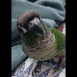 طوطی برزیلی گمشده