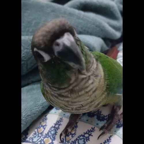 طوطی برزیلی گمشده