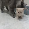 توله گربه بازیگوش وزیبا