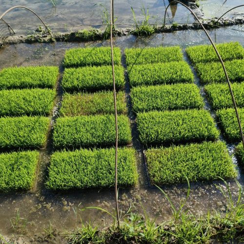 نشا برنج هاشمی