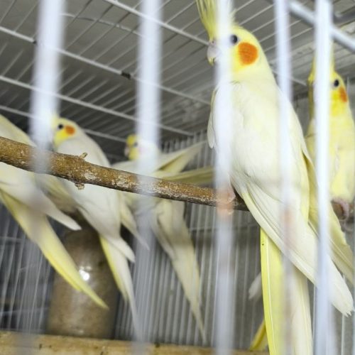 7 عدد عروس هلندی لوتینو ماده زعفرونی