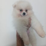 توله سگ نرپامرانین خرسی سه ماهه