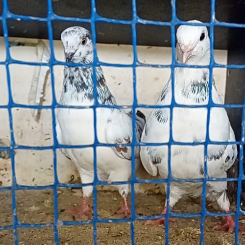 کبوتر پرشی فروش