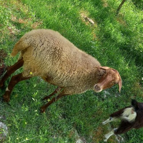 گوسفند وره مار و آبستن