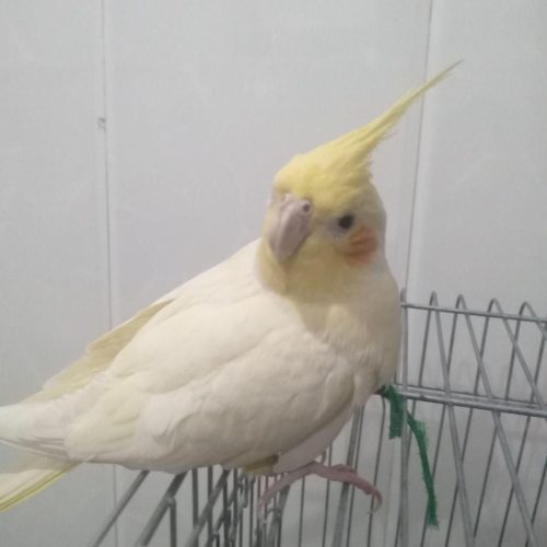 یک جفت عروس هلند