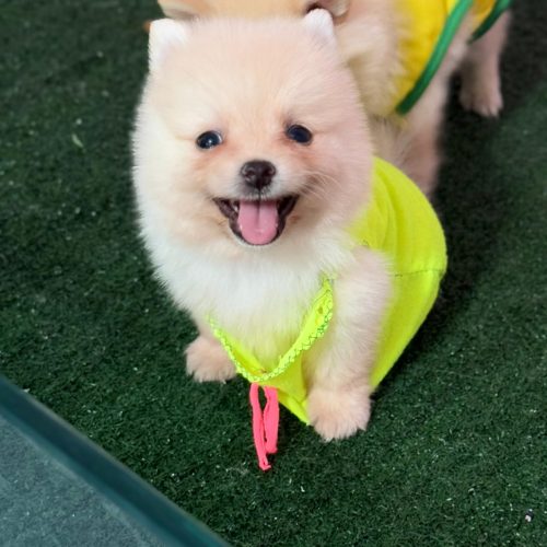 دونه ای 15 تومن 2 تا موجود هس نر و ماده