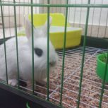 خرگوش مینیاتوری