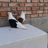 یک جفت کبوتر عالی