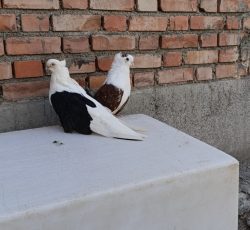 یک جفت کبوتر عالی