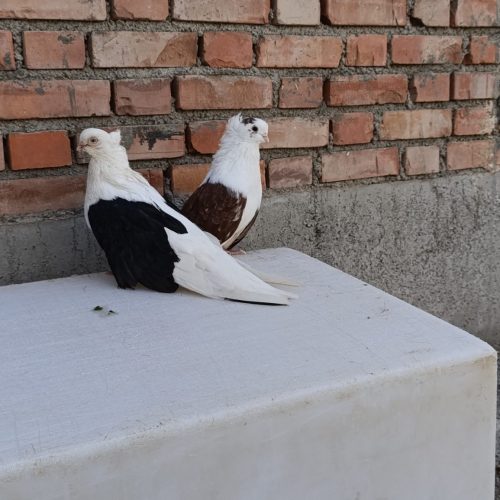 یک جفت کبوتر عالی